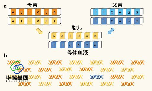中山亲子鉴定多少是亲生的？